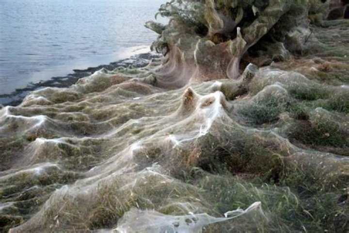 1,000-Foot Spider Web Appears Overnight On A Greek Beach