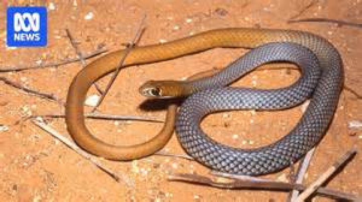 "Extinct" Venomous Snake Rediscovered In South Africa