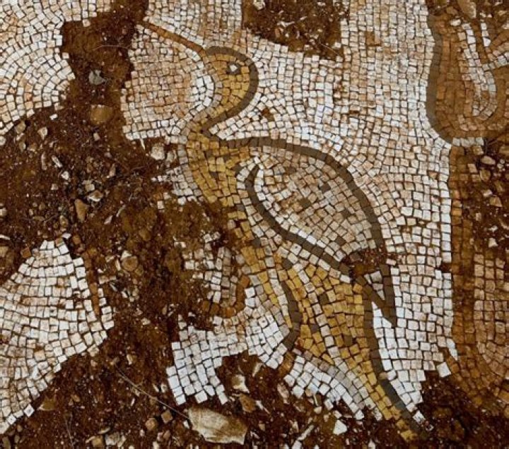 Roman Mosaics Featuring Sea Creatures Unearthed In Turkey